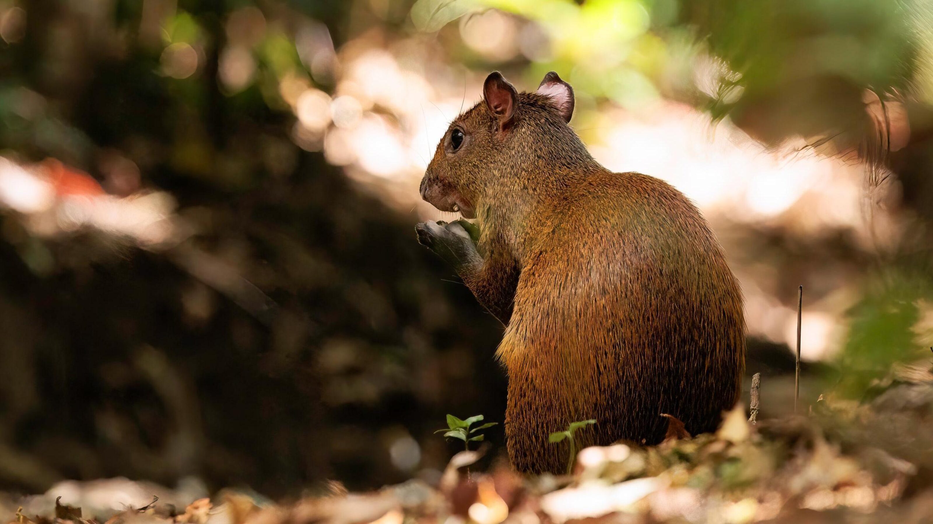 Agouti Curi Cancha reserve, Costa Rica