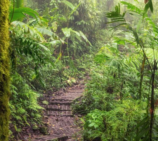 Notice every texture during a barefoot grounding practice along Monteverde’s forest trails