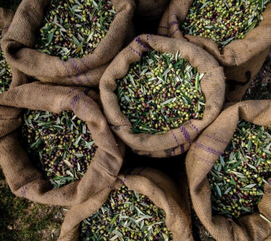 Taste the freshest olive oil from locally harvested olives