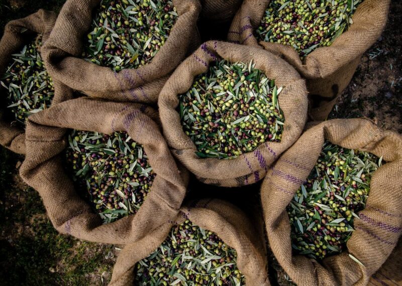 Aerial vie of freshly harvested olives in sacks
