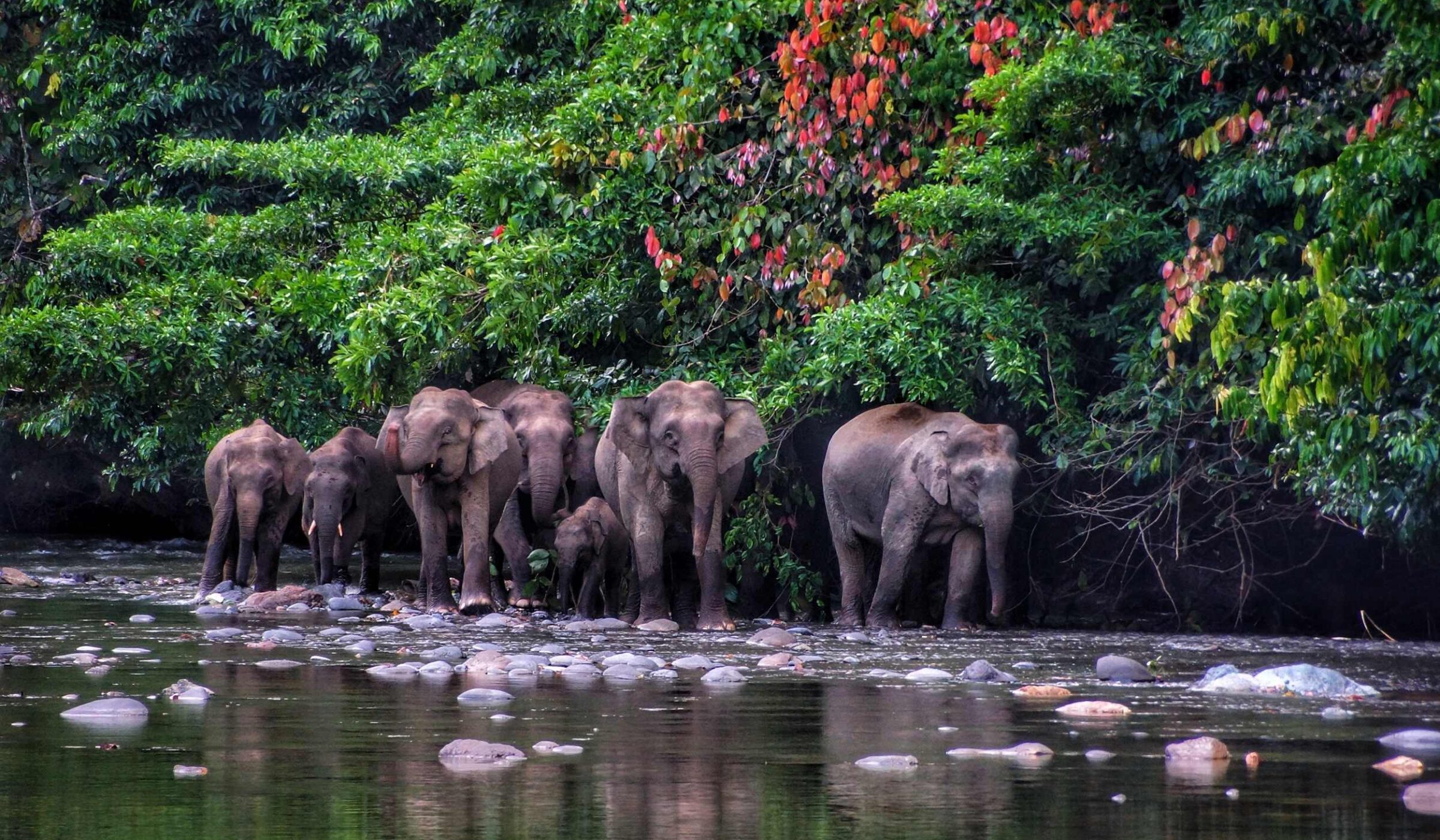Two nights in the Danum Valley