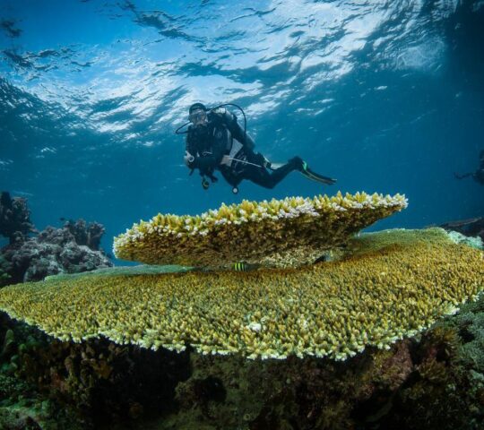 Explore Borneo's extraordinary marine habitats