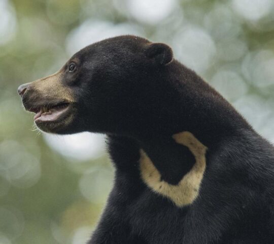 See the world's smallest bear