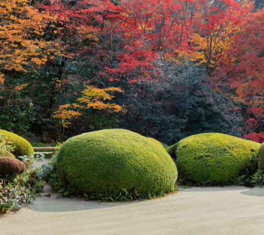 Enjoy the stillness of Shisendo Temple's picturesque gardens