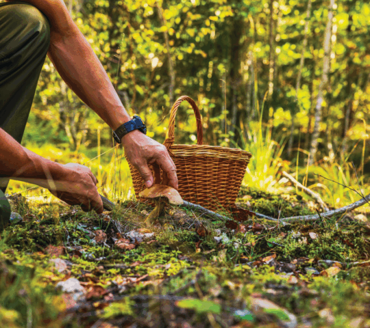 Reset in nature as you forage for bounty