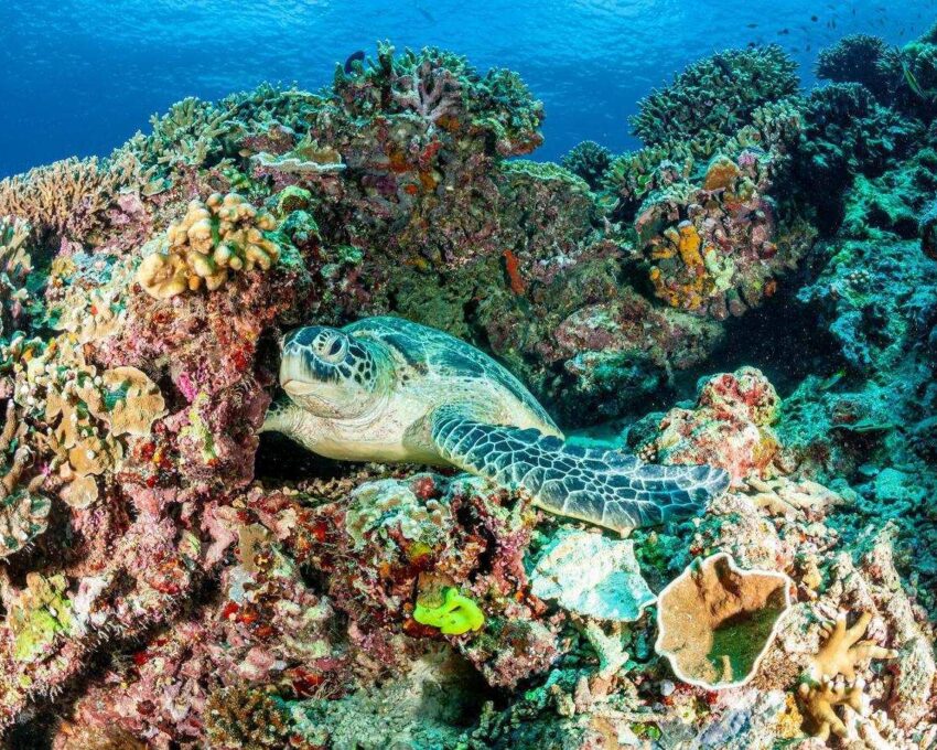 Explore the marine wonders of the South China Sea