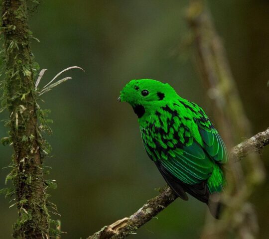 Glimpse diverse bird species