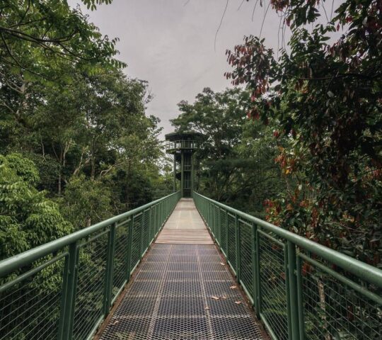 Walk among the treetops of Borneo's rainforests