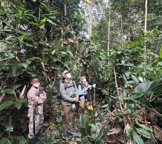 Explore the rainforest on foot