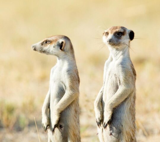 See the meerkats of Tswalu