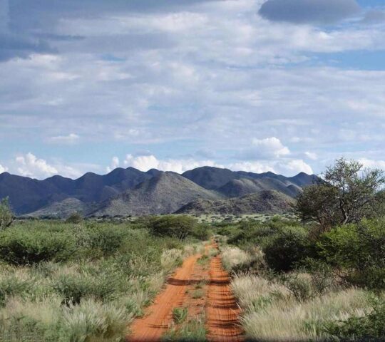 Embark on private game drives in the Tswalu Kalahari Reserve