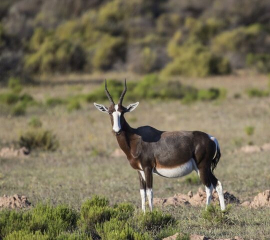 Embark on guided nature excursions to observe the wildlife of Bushmans Kloof Reserve