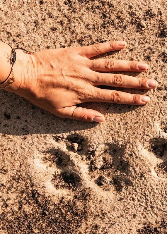 A person's hand next to two animal tracks in mud.
