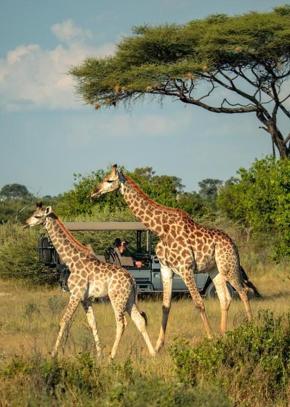 Two giraffes in the foreground while people observe them from a game drive vehicle in the background.