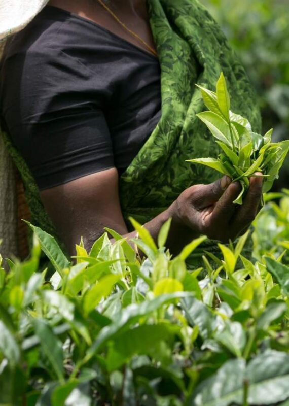 Fresh tea leaves in a woman's hand in Sri Lanka's Tea Country.
