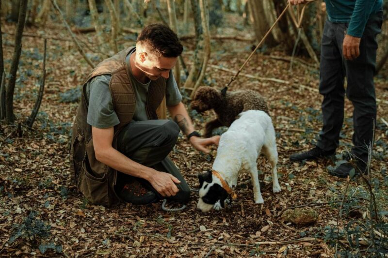 A man kneeling in a forest with two dogs searching through leaves during luxury Tuscany holidays.