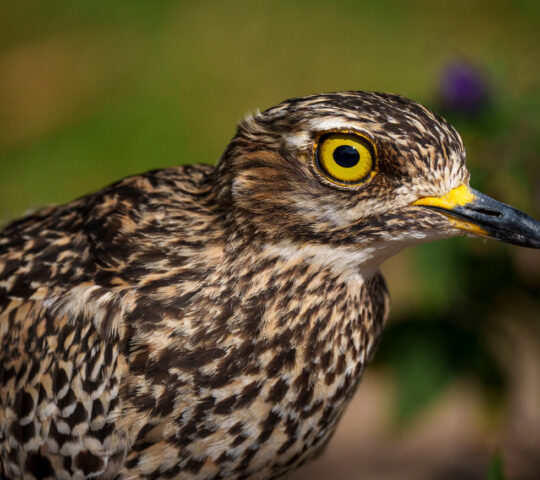Look out for spotted dikkop and other birds