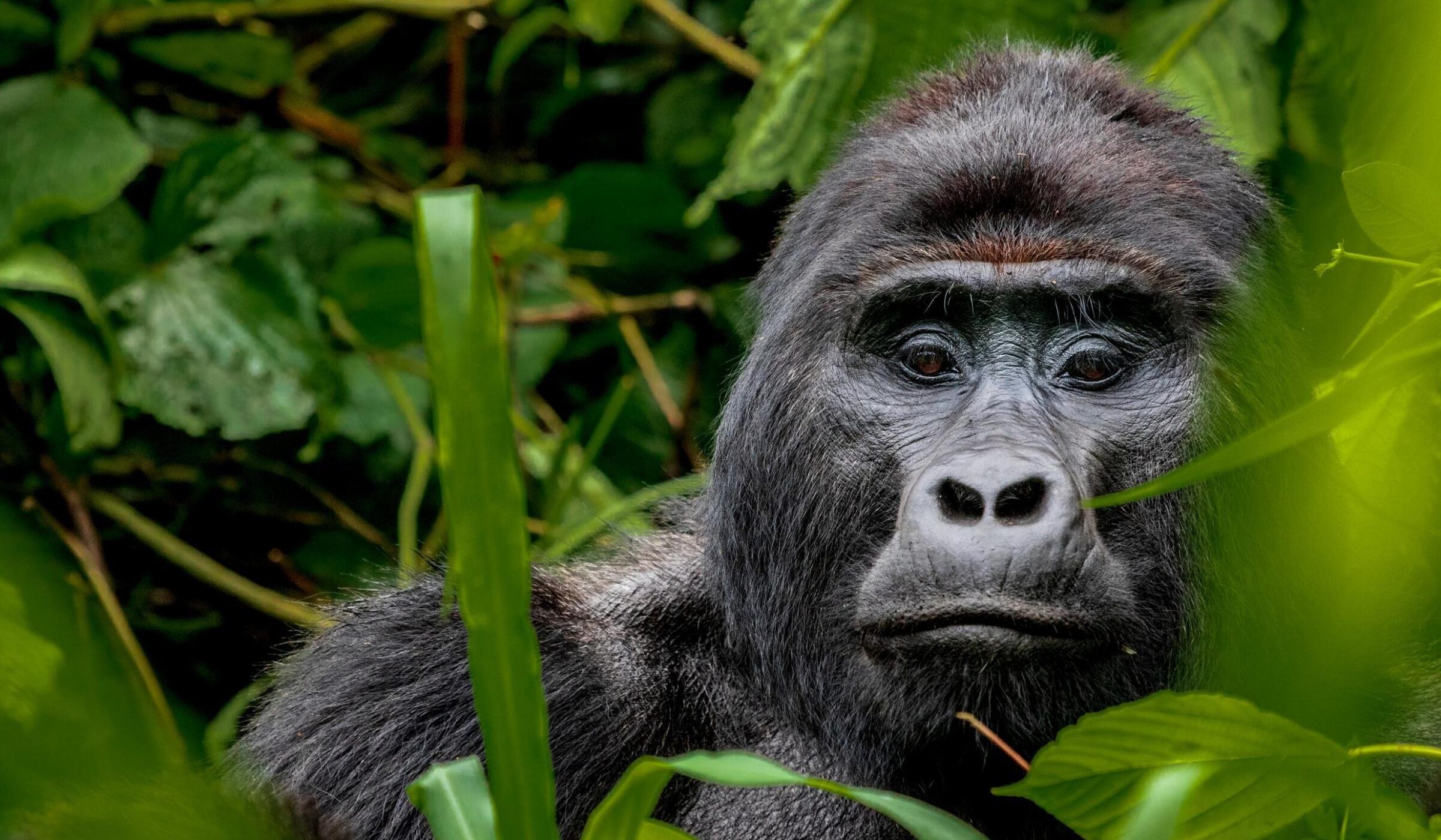 tracking gorillas in Rwanda family triip