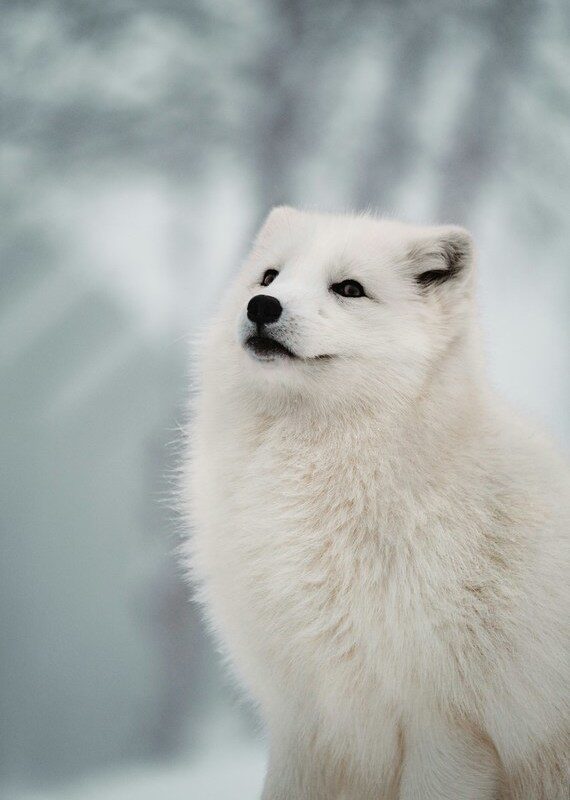 Polar fox in a polar arctic destination