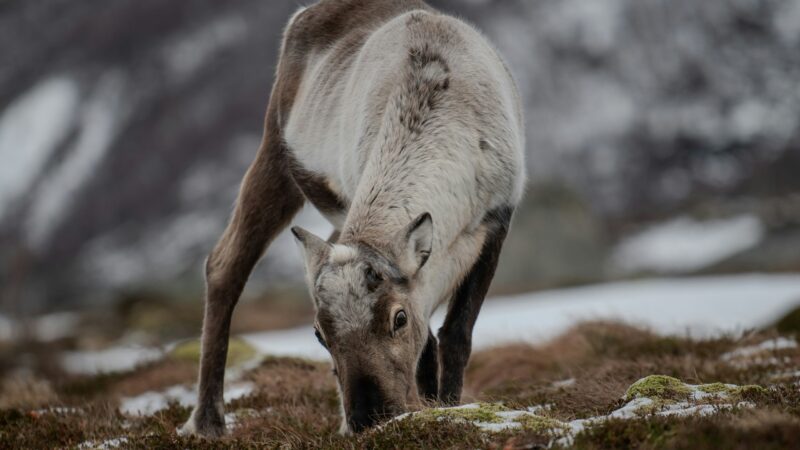 A reindeer as some of the wildlife in Norway
