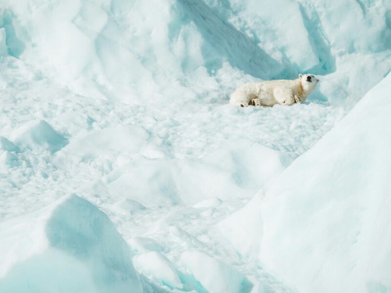 polar bear in Svalbard Arctic