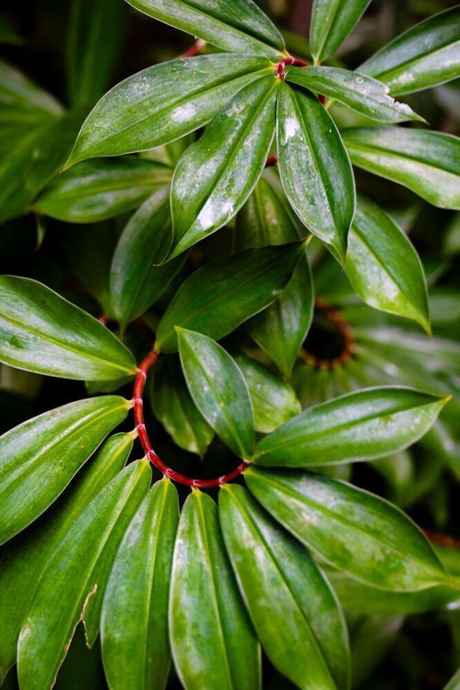 Beautiful spiral shape of tropical leaves found in Costa Rica