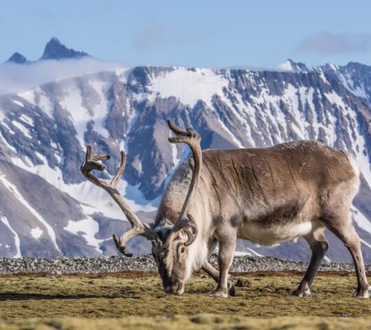 Reindeer are among the wildlife you can expect to see