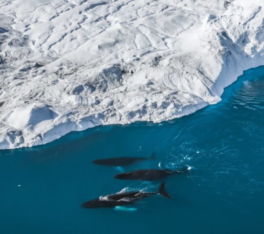 Humpback whales navigate the icy waters