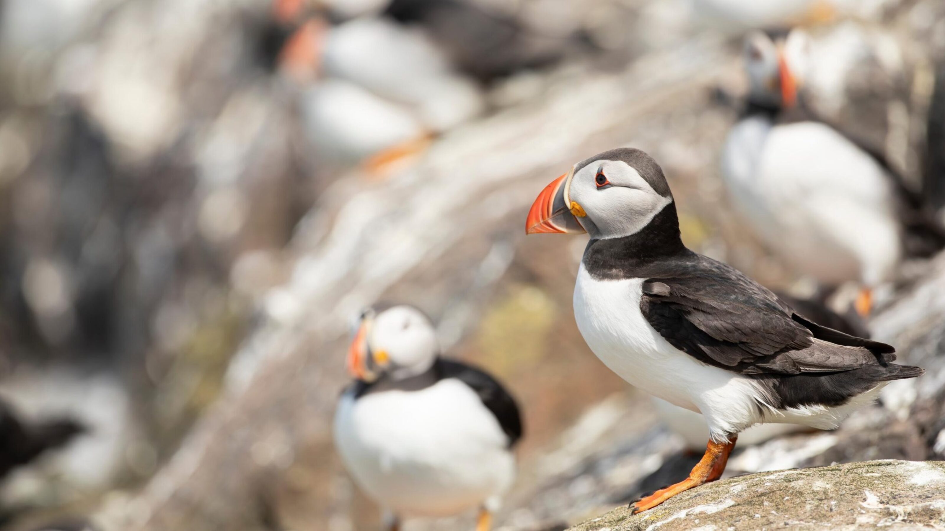 A close-up of puffins perched on a cliff.