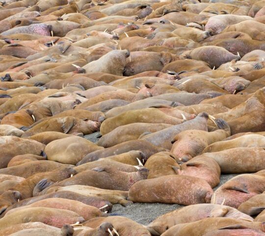 Walruses gather in a haul-out to rest after swimming through the icy waters