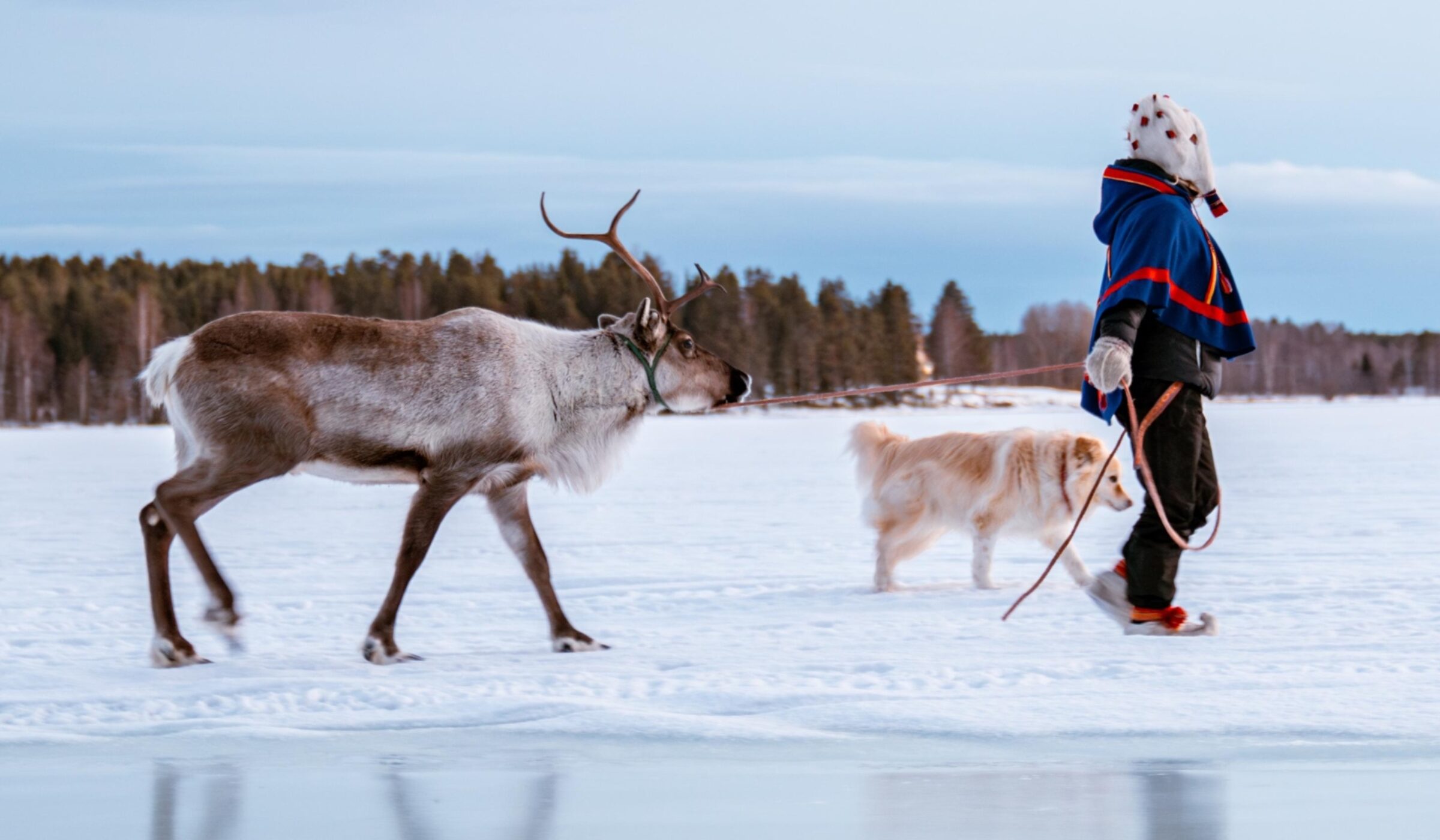 A Sámi community member with her dog and reindeer in a snowy area of Sápmi in Sweden.