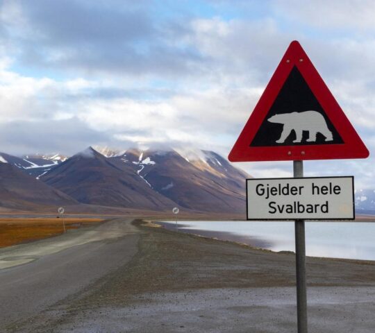 Polar bear sightings are apossibility throughout your trip