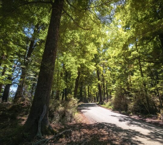 Ruminate in the silence of Glenorchy's forests