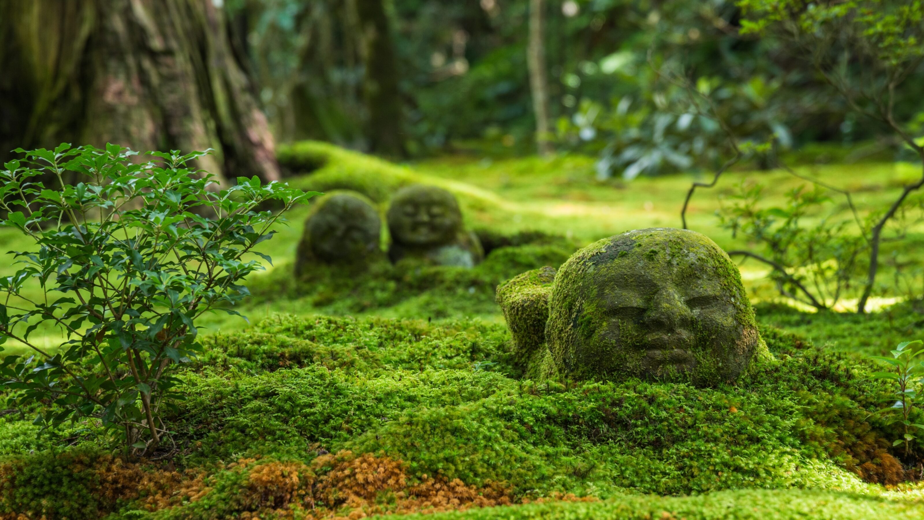 moss-covered Jizo statues in the garden of Sanzen-in temple in Kyoto, Japan