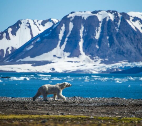 See polar bears in the wild
