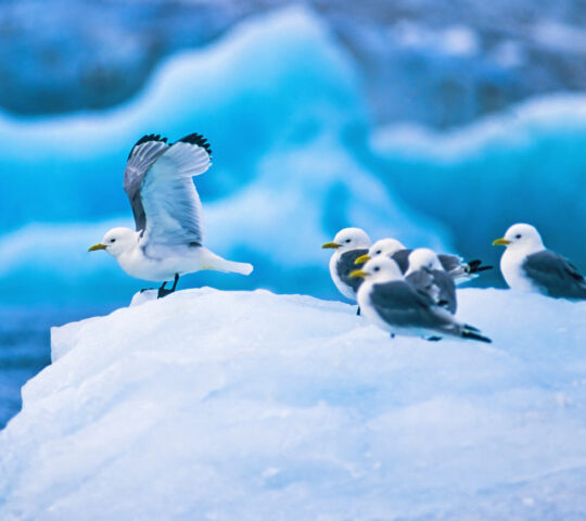 Search for various seabirds including black-legged kittiwakes