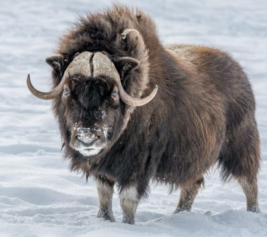 Spot muskoxen with your naturalist guide
