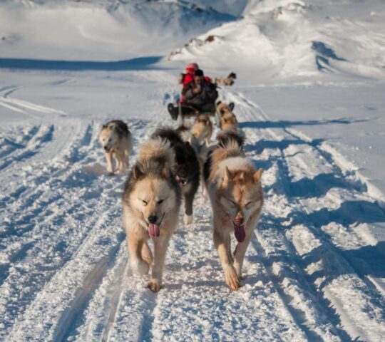 Dog sledding remains an important part of Inuit life