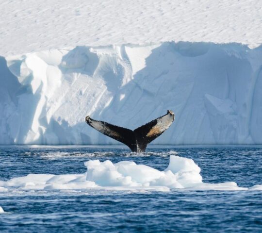 You'll have plenty of opportunities for whale watching during your trip