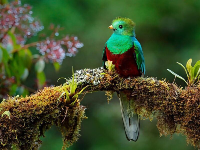 Beautiful quetzal bird in nature tropic habitat Guatemala