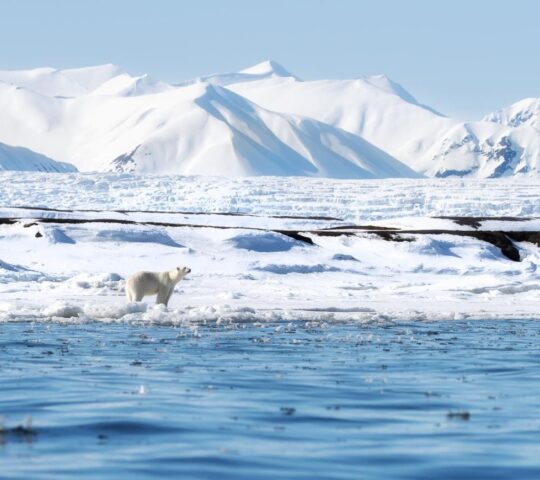 Polar bear sightings are a possibility throughout your trip