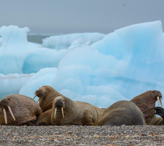 Spot walruses relaxing on Svalbard's beaches