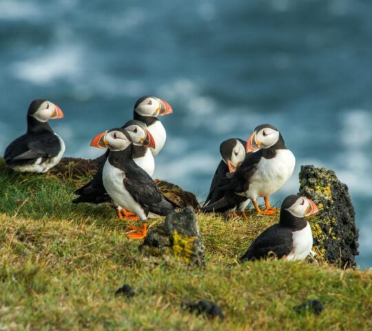 Spot large colonies of puffins