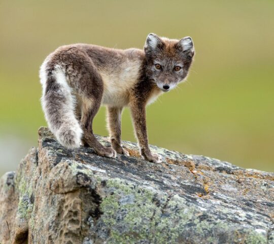 Search for Arctic foxes across the Arctic tundra