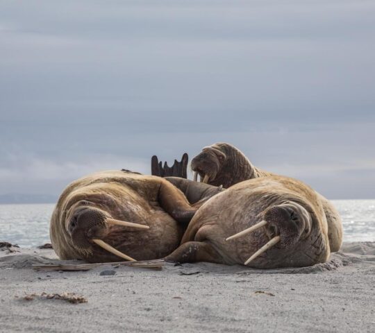 See walruses lounging together on rocky shores