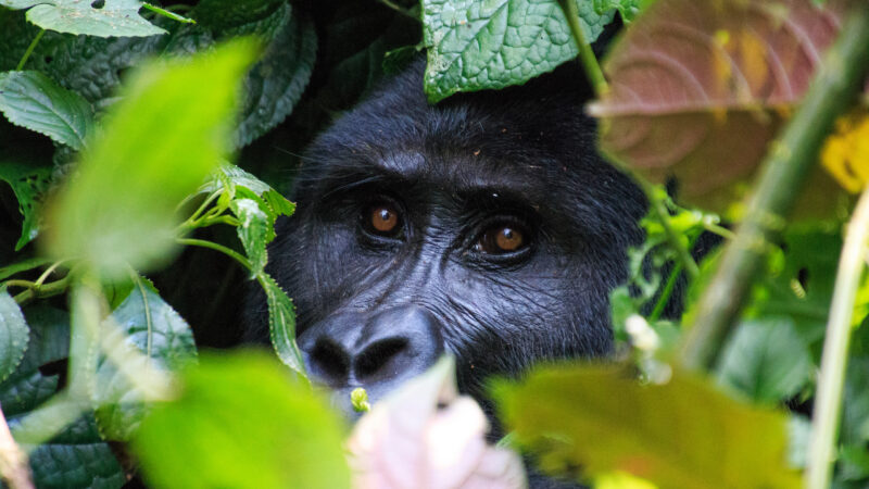Gorilla Tracking in Uganda family trip