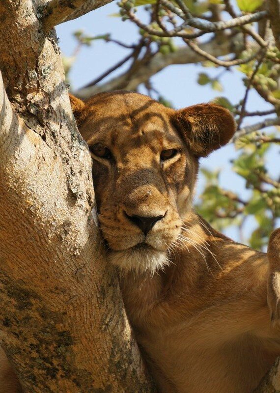spotting lions in a family trip Queen Elizabeth National Park