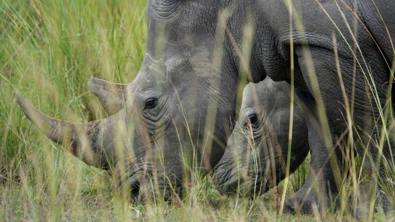 Ziwa Rahino Sanctuary spotting white rhinos