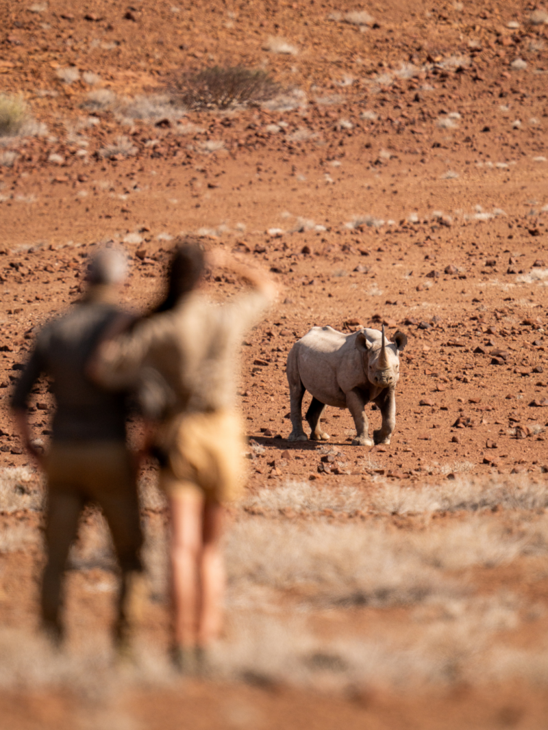 desert rhino camp in namibia wilderness, safari couple honeymoon, spotting rhinos, black rhinos, safari experience in africa