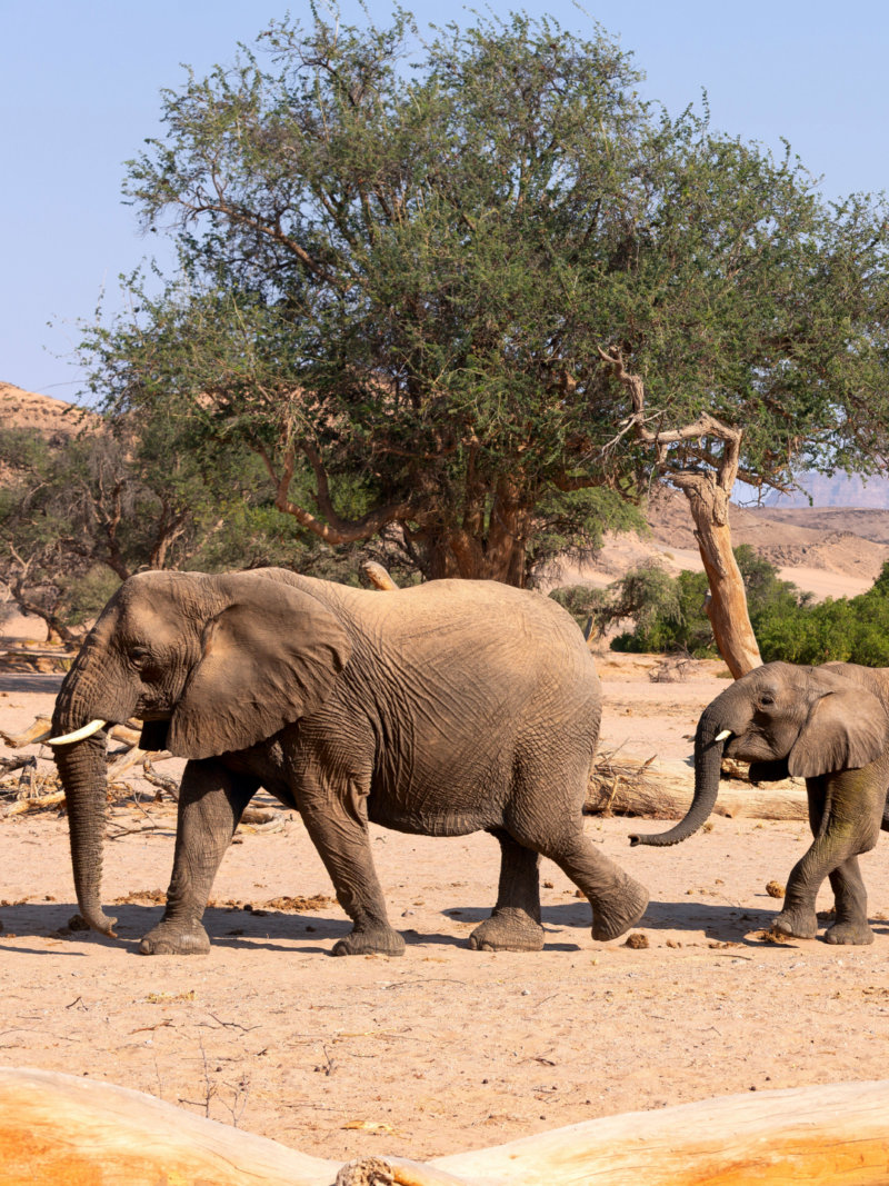A small herd of Namibian elephants, known for their large feet and long legs, moving across the arid, rocky plains of Damaraland or Etosha National Park.